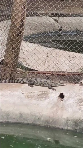 Wild Crocodiles in Their Natural Habitat