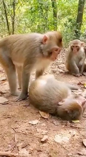 Hilarious Air Blast! Mohawk Monkey’s mega breath inflates the sleeper like a balloon 🤣🐒💨