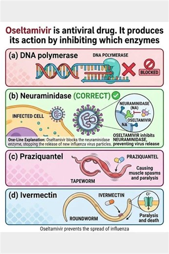 Oseltamivir (Tamiflu) Mechanism of Action | Pharmacology MCQ Explained 💊