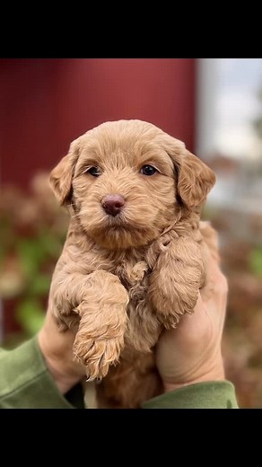 Mini boys in apricot and caramel just in time for Thanksgiving!! . ....