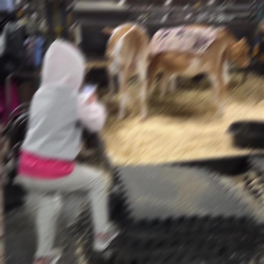 Getting in on the picturing of calves so young! Be careful, its true, your kids really do watch you! #CapCut #dairy #guernseycattle #showheifer #showcows #dairycattle #farmkids