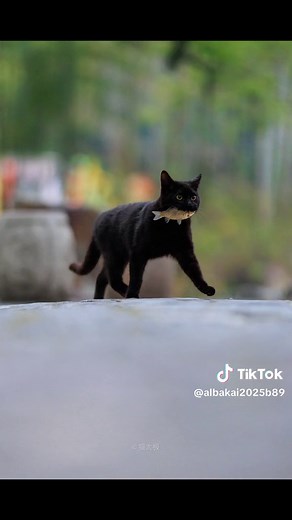 Adorable Cat Catching a Little Fish