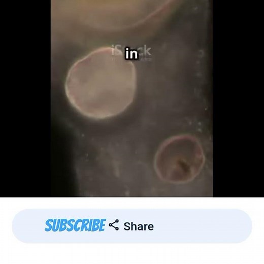 Science Biology Binary fission process..... Animation video..........