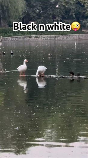 Pond Life in Black & White Colors #pondlife #ducks #lodhigardendelhi