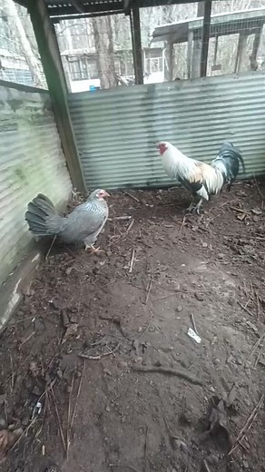 Pure Redfox pair 500 I pay shipping #gamefowlfarm #gamefowlbreeders #gallodecombate #gamefowllife #gamefowl #gallosworld #gamefowlnation