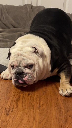 English Bulldog Memes Compilation