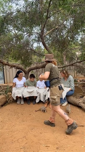 Mad about meerkats? You're not the only one. Join Monarto Safari Park's Meerkat Mingle experience to get up close and learn more... #meerkat #monartosafaripark #thewildiscalling | Monarto Safari Park