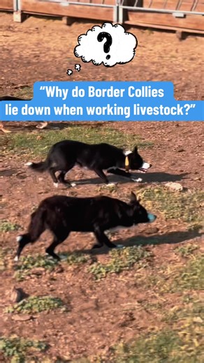 Understanding Why Border Collies Lie Down When Working