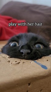 853K views · 28K reactions | 亮‍⬛ . . . #cat #catsofinstagram #catlover #catoftheday #meow #cats #blackcatsofinstagram #catstagram #longhaire #explorepageready #catsonamps #fblifestyle #metalcats #ねこ #animals #instakitty #minipanther #blackcatsofig #catofinstagram #fluffy #kittylove #instapet #gato #animal #catslife #gatos #fluffycat #кот #metalcats #instacats | Confucius.ninja.kitten | Facebook