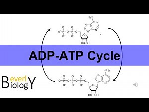 ADP ATP Cycle