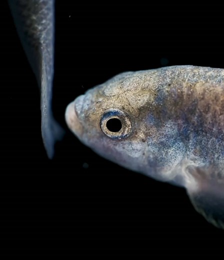 Devil's Hole Pupfish: Surviving in Death Valley