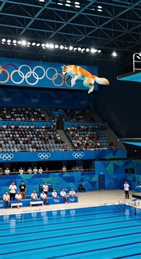 Akita Shepherd Takes on Olympic High Dive | A-Z Animals