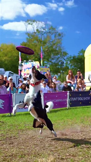 Mushu the Frisbee Dog: A Speedy Rising Star