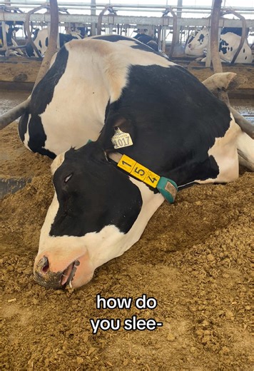Exploring How Cows Sleep on the Farm