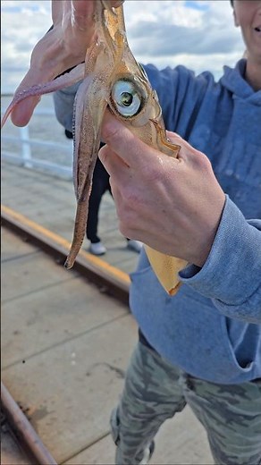 Squid catch! 🦑🎣🤠