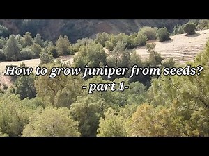 How to plant juniper from seeds? - part 1-