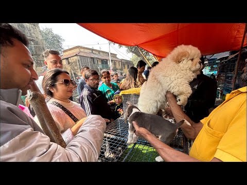 Galiff Street Pet Market Live Video 2025 Kolkata Latest Update | Dog Puppy Price Update