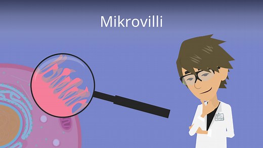Mikrovilli • Aufbau, Funktion, Stereozilien