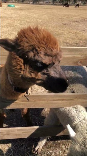 Have You Ever Seen a Llama Crazy About Corn? #shorts #animals #cute | [English Subtitles]