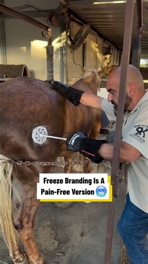 Freeze Branding A Horse 🐎😯@markaryan_performance_horses #animals #freeze #horse