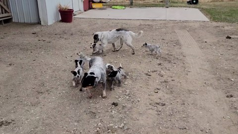 Funny pet fails