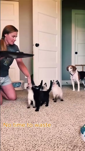 His ego was hurt. #cat #kittenshorts