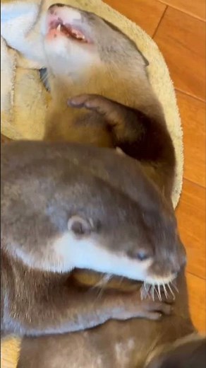 ♥♥♥ #カワウソ #癒し動画 #赤ちゃん