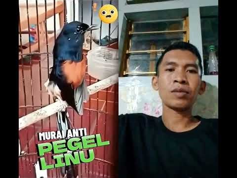 murai gacor anti pegel linu #reels #duet #muraibatuindonesia #viralshort #viralshort