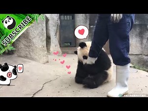 【PandaTop3】Find Out The Reason Why Qi Yi Loves Nanny's Boots! | iPanda