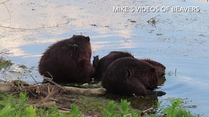 28K views · 3.9K reactions | This beaver video shows three members of the downtown beaver family grooming and eating in the shallow river’s edge. ❤️嶺❤️嶺❤️ #beavers #urbanwildlife | Mike’s photos and videos of beavers | Facebook