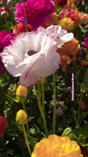 Most beautiful natural rose flowers#rosecaring #flowers #nature #rose #roseflower