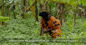 1K views · 17 reactions | How Uganda Development Bank's UGX 300 million loan helped and transformed Isingiro's Manyakabi Area Cooperative Enterprise and stimulated farmers into mass production | The Observer | Facebook