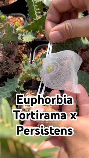 Euphorbia from flowers to seeds 🌵#euphorbia #polination #seed #cactusgarden #cactus #succulent