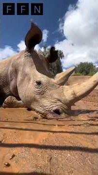 The Real "Tank" of Nature — All About Rhinos! 🦏🔥 #facts #shorts #animals #rhinos