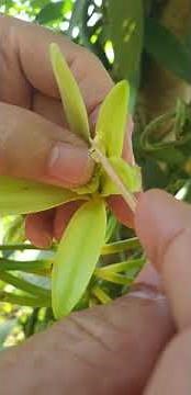Pollinating vanilla