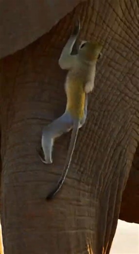 Safari Shock Moment: Monkey Climbs Elephant to Dodge Charging leopard #Shorts
