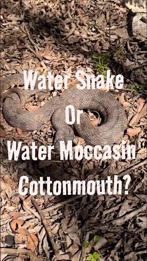 Water Snake Or Water Moccasin Cottonmouth? Which is it???