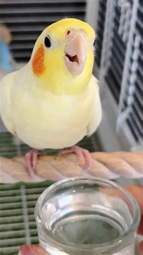 Tiny Gulps, Big Joy! 🦜💦 #cockatielscraze
