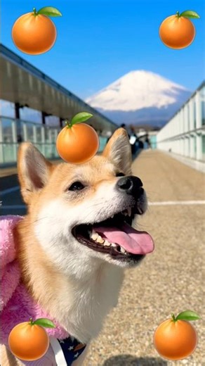 【御殿場】柴犬、富士山バックにアウトレット・デビューw 日本一の絶景より「他人の買い物」が気になりすぎて、全店舗を覗こうとするお嬢様w 2026年2月25日