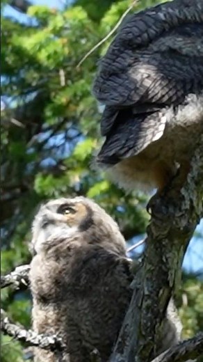 Two Baby Great Horned Owls!! (Animal Video) #birds #owl #babyanimals