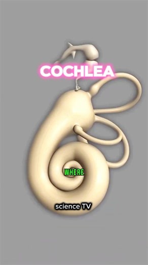 "Discover the mesmerizing journey of sound! 🎶 From eardrum to brain, witness the magic of auditory sensation. #SoundSensation #ViralVibration #ScienceTV #science #sciencefacts #reelsinstagram #reelusa🇺🇸 #reels #ReelScience | Manish Kumar Gupta