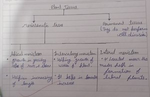 Plant TissueMeristamatic tisveAhical meristemPermanent tissu... | Filo