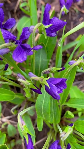 #Grass-planting Incentive Program#Creator Partner Program#Plant science popularization#pri