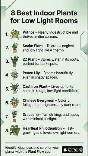8 Best Indoor Plants for Low Light Rooms 🌿 | No Sunlight Needed! #LowLightPlants #Houseplants