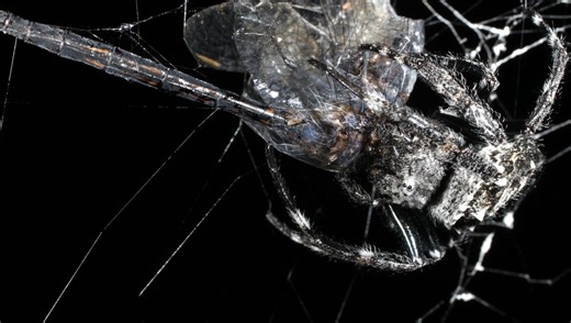 At 25 Meters In Width, Darwin's Bark Spiders Spin The World's Largest Orb Webs
