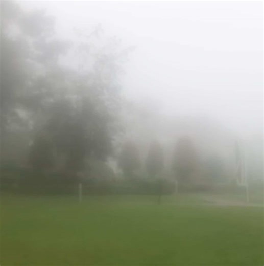 Exploring the Forest: A Black Cat's Journey