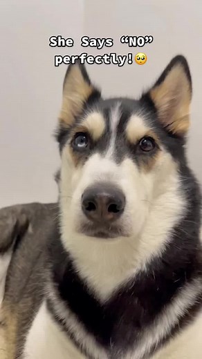Husky CEO Rejects Vet Visit!🥺