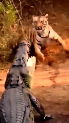 Crocodile Attacking Tiger