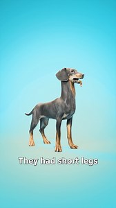 Why Dachshunds Were Bred To Hunt Badgers 😮 | Dachshund