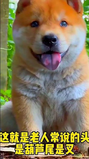 The Ancient Guardian by the Emperor's Side – China's Most Loyal and Fearless Dog Breed